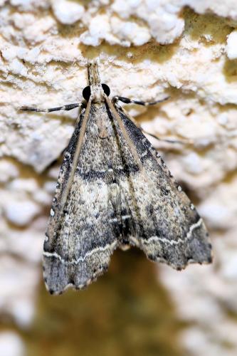 Réf. 336 307 : Diplopseustis perieresalis